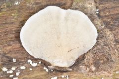 Trametes menziesii