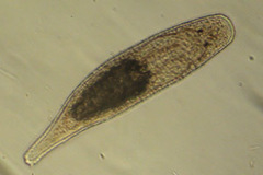 Dalyelliidae