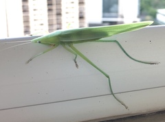 Euconocephalus nasutus