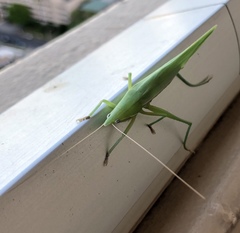 Euconocephalus nasutus