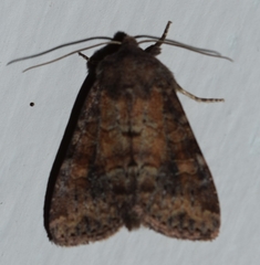 Parastichtis suspecta