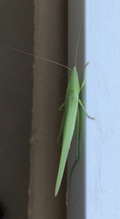 Euconocephalus nasutus