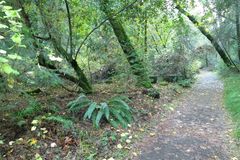 Polystichum californicum × munitum