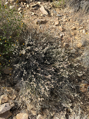 Eriogonum wrightii var. wrightii
