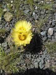 Coryphantha radians