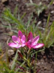 Hesperantha baurii, photograph (c) Brian du Preez, some rights reserved (CC BY-SA)