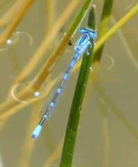 Enallagma praevarum