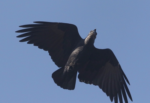 Fan-tailed Raven