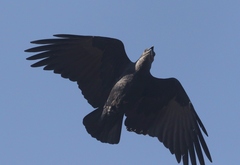 Fan-Tailed Raven photo 4