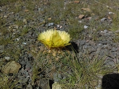 Coryphantha radians