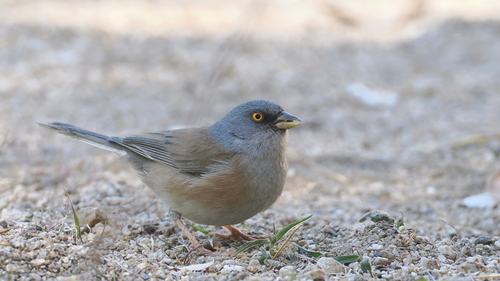 Baird's Junco (Junco bairdi), photo 7