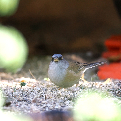 Baird's Junco (Junco bairdi), photo 2