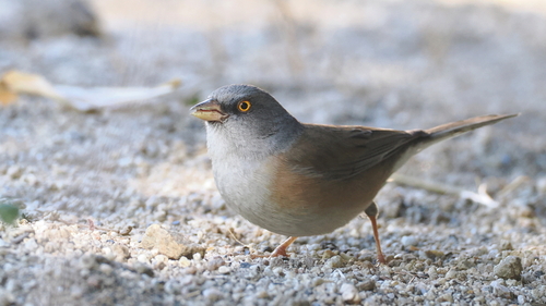 Baird's Junco (Junco bairdi), photo 7