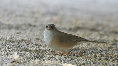 Baird's Junco (Junco bairdi), photo 8