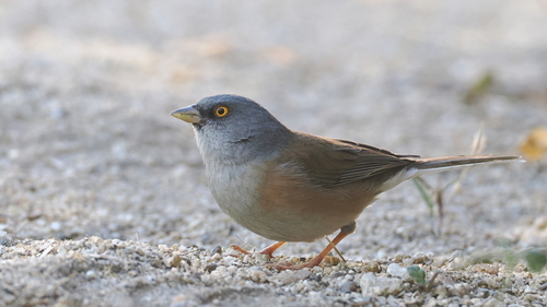 Baird's Junco (Junco bairdi), photo 6