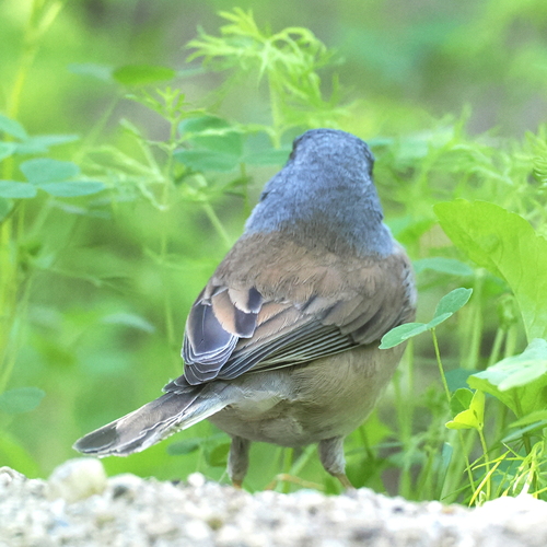 Baird's Junco (Junco bairdi), photo 10