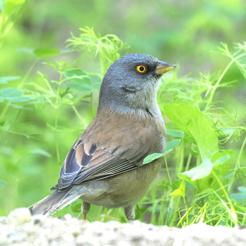 Baird's Junco (Junco bairdi), photo 9