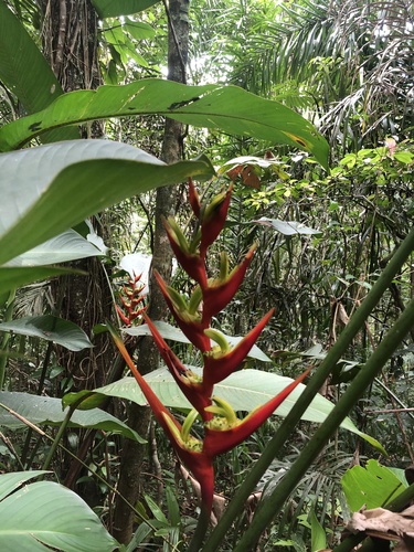 Foto de Bananeira-de-jardim