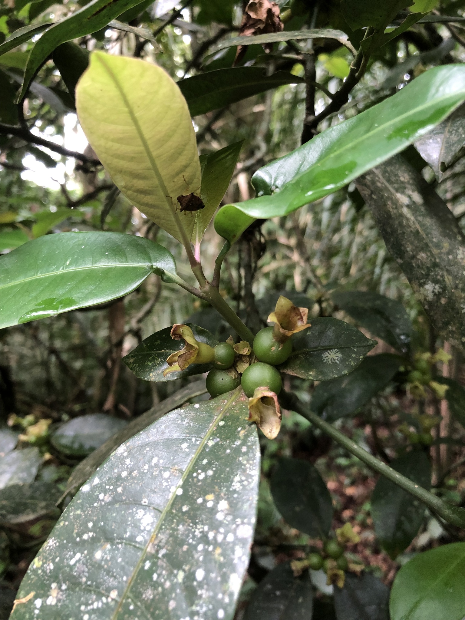 Psychotria nuda