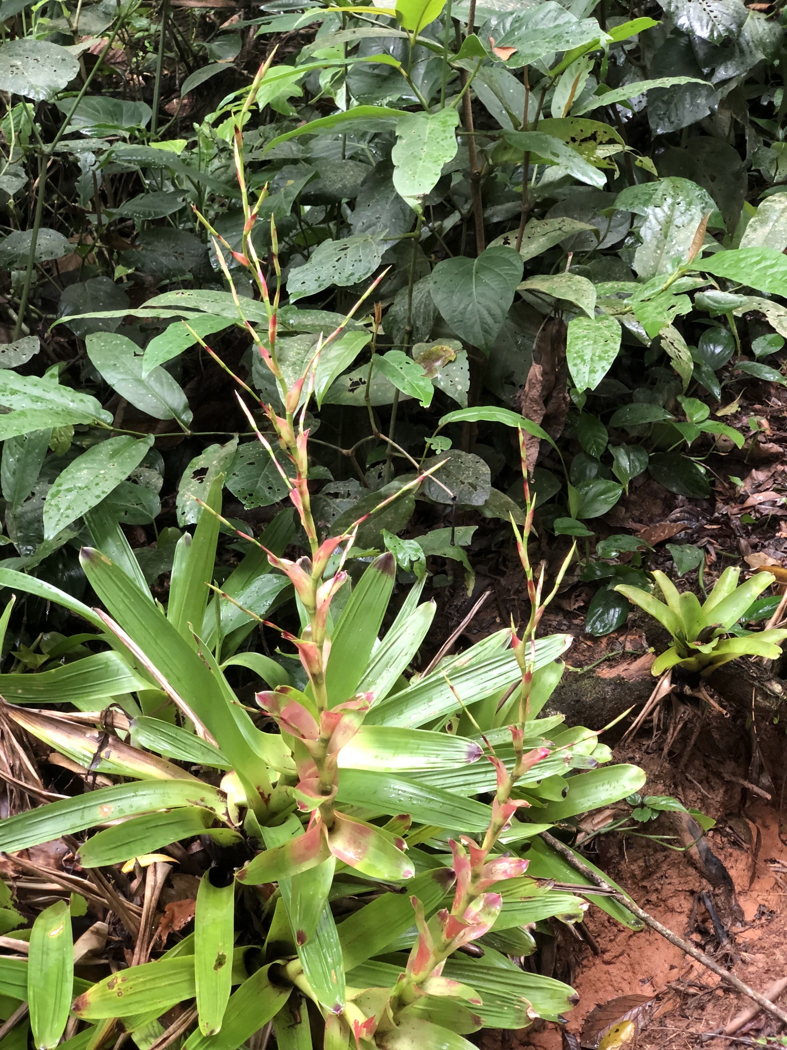 Vriesea philippocoburgi