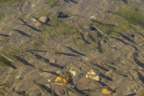 Common galaxias (Galaxias maculatus) — Galaxiidae — 5