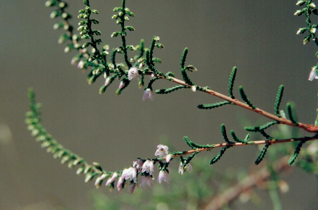 common heather