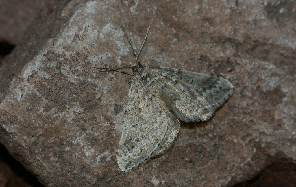 Scotopteryx kuznetzovi