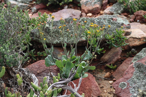 Othonna cuneata