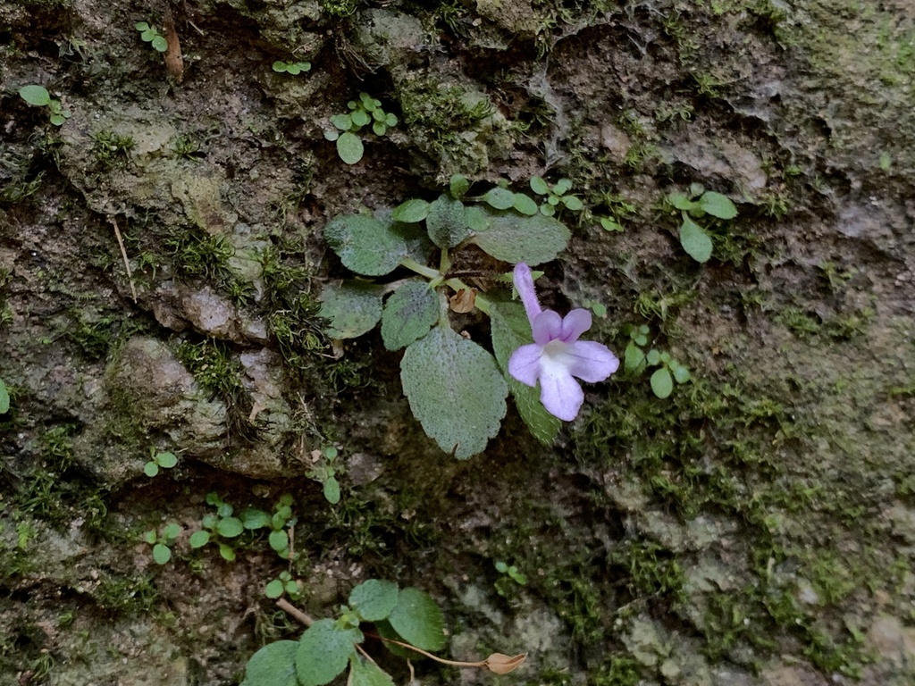 Sinningia pusilla, Campos Dos Goytacazes, RJ, BR