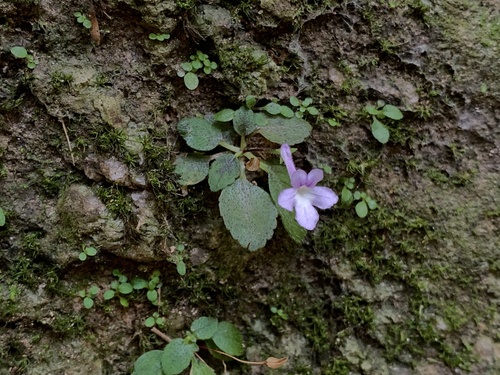 Sinningia pusilla
