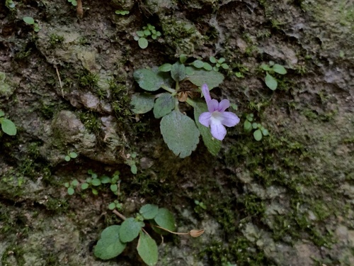 Sinningia pusilla