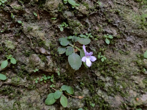 Sinningia pusilla