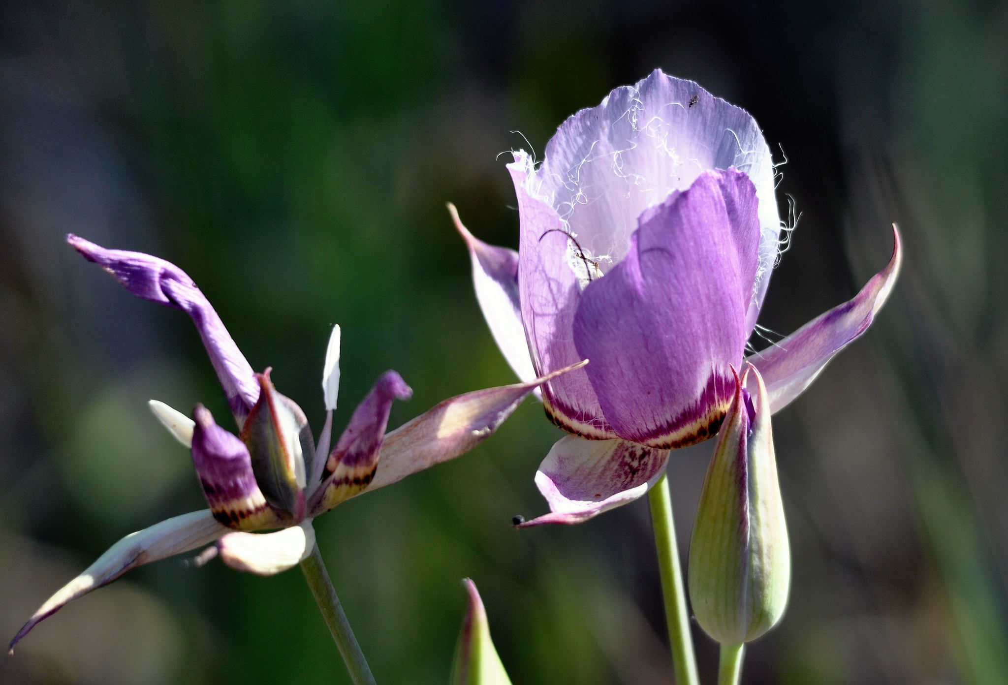 Calochortus greenei