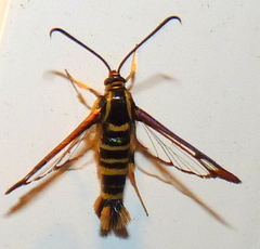 Synanthedon arkansasensis