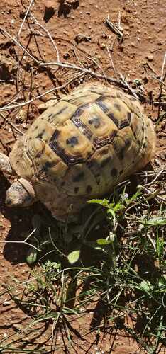 Libyan Tortoise