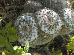 Mammillaria parkinsonii