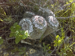 Mammillaria parkinsonii