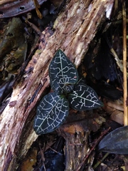 Anoectochilus yatesiae
