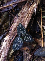 Anoectochilus yatesiae