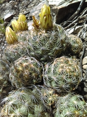 Coryphantha radians