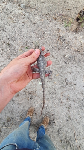Western Ground Agama