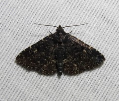 Metalectra tantillus