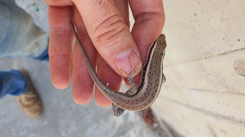 Kalahari Tree Skink