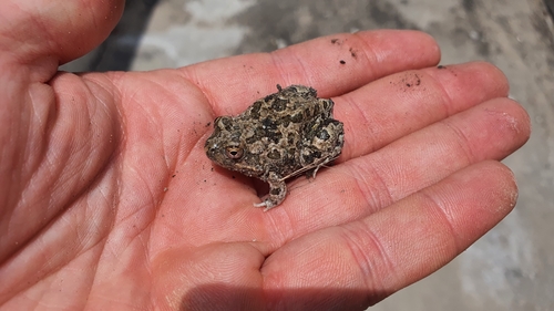 Damaraland Sand Frog