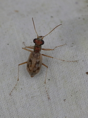 Ellipsoptera lepida