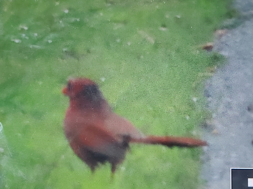 Northern Cardinal photographed in New Hampshire