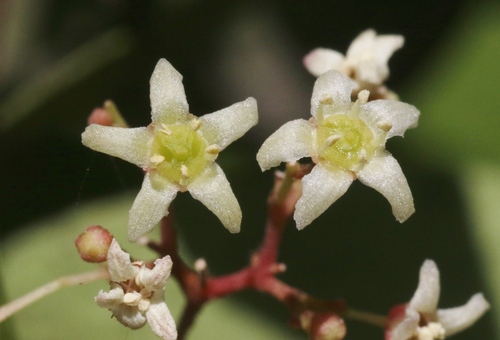 Dhofar Spikethorn (Gymnosporia dhofarensis)