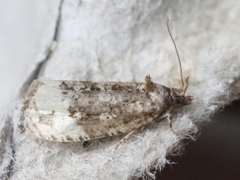 Apotomis capreana