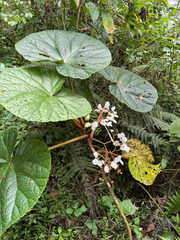 Begonia baccata, photograph (c) William Stephens, some rights reserved (CC BY)