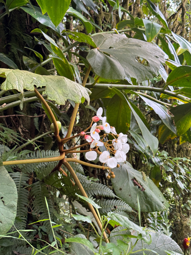 Begonia baccata (Begonia baccata)